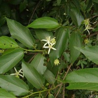 Grewia bracteata Roth